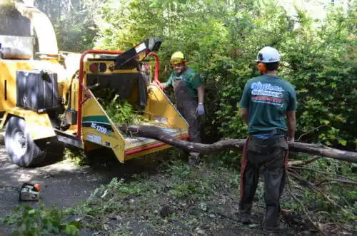 tree services Sleepy Hollow